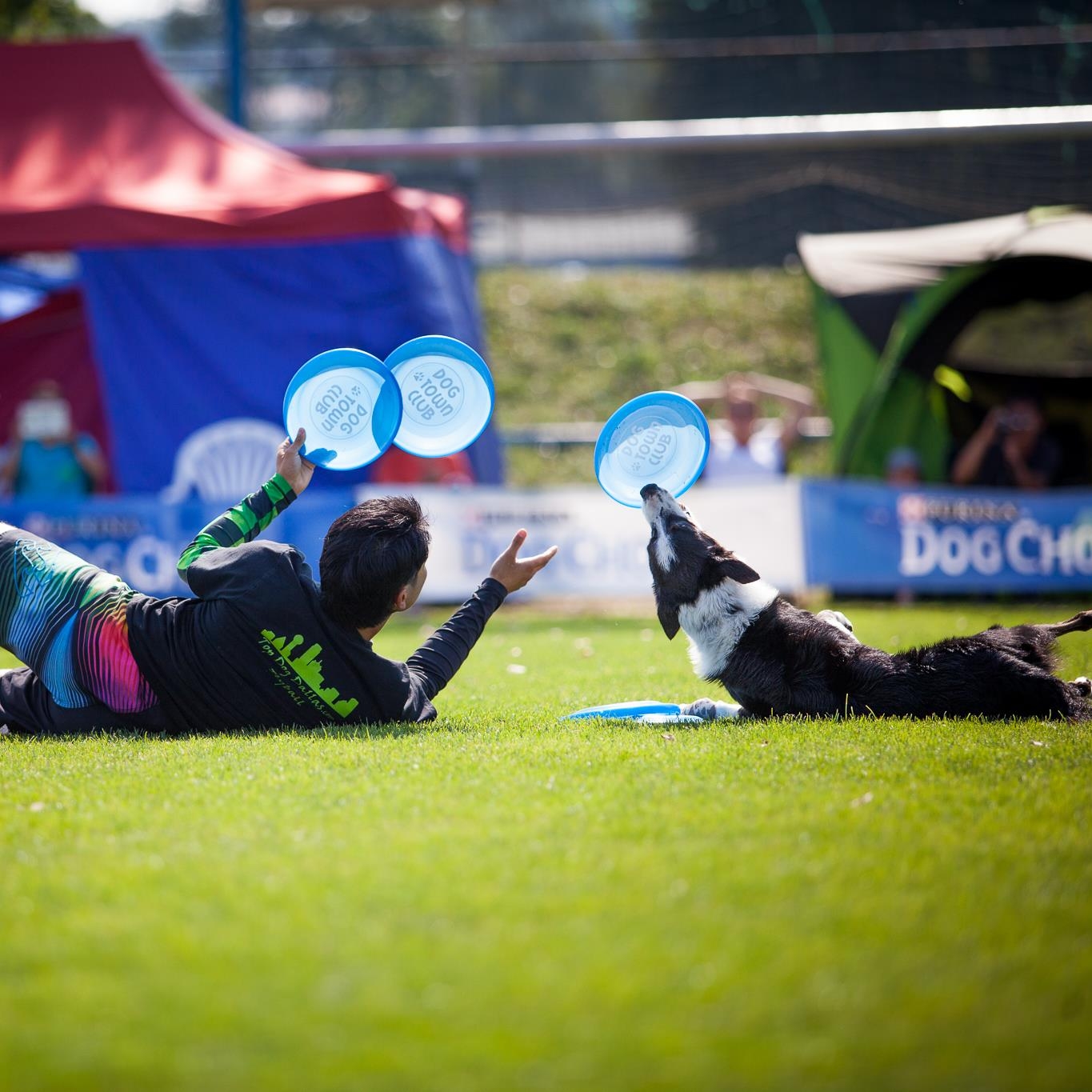 ドックスポーツ&トレーニングベスト - 犬用品